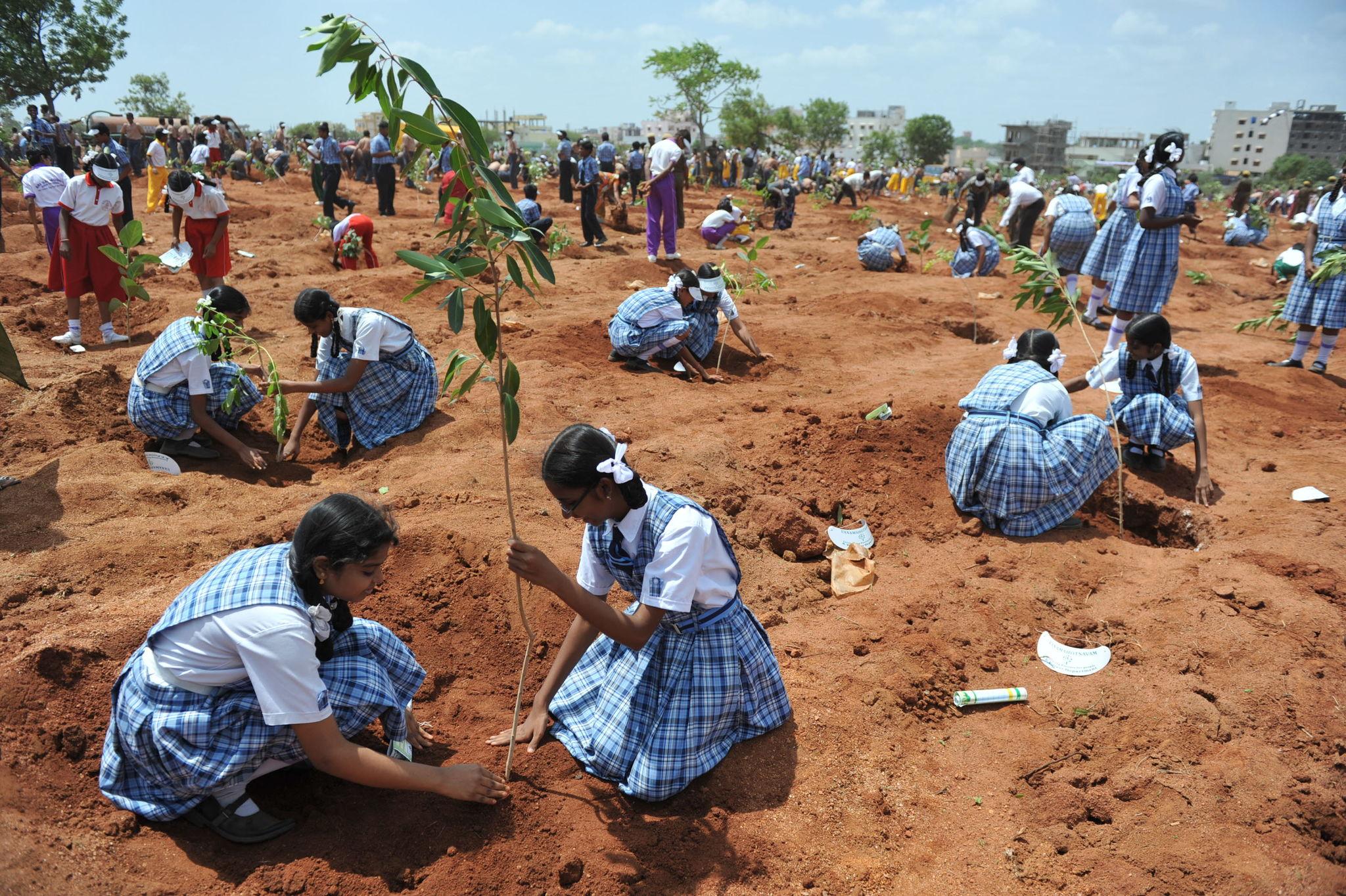 Green Nandyal Tree Plantation Drive tree